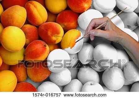 Close-up of a person's hand coloring on peaches View Large Photo Image Stock Photo - Close-up of a person's hand coloring on peaches. Fotosearch