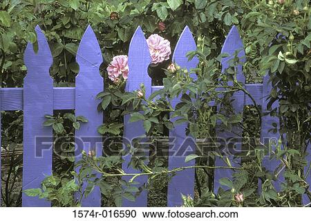 Close-up of a picket fence View Large Photo Image Stock Image - Close-up of a picket fence. Fotosearch