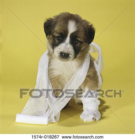 Close-up of a puppy dog sitting with medical gauze wrapped around it View Large Photo Image Stock Photo - Close-up of a puppy dog sitting with medical gauze wrapped around it. Fotosearch