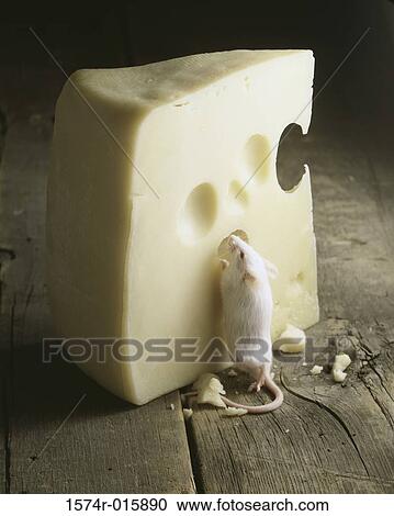 Close-up of a rat eating cheese View Large Photo Image Stock Image - Close-up of a rat eating cheese. Fotosearch