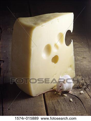 Close-up of a rat eating cheese View Large Photo Image Stock Photo - Close-up of a rat eating cheese. Fotosearch