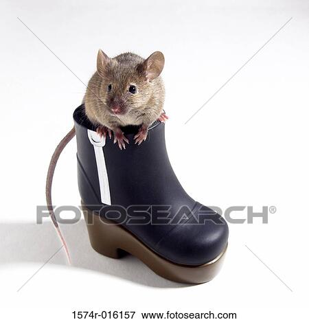 Close-up of a rat sitting on a boot View Large Photo Image Stock Photo - Close-up of a rat sitting on a boot. Fotosearch