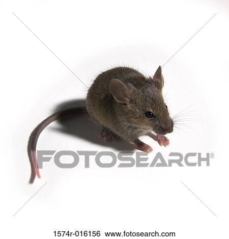 Close-up of a rat View Large Photo Image Stock Photograph - Close-up of a rat. Fotosearch
