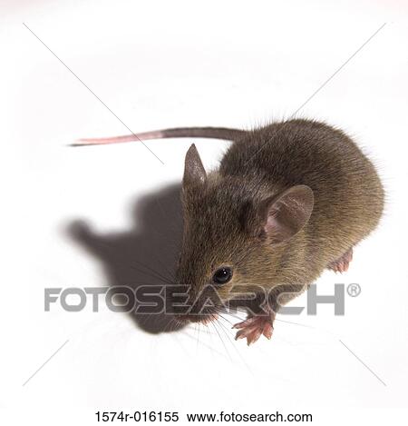 Stock Photography - Close-up of a rat. Fotosearch