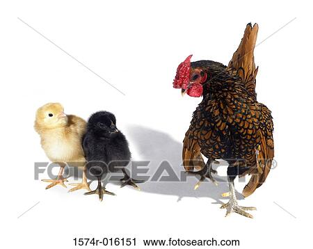 Close-up of a rooster looking at two young Golden Seabright Bantams View Large Photo Image Stock Image - Close-up of a rooster looking at two young Golden Seabright Bantams. Fotosearch