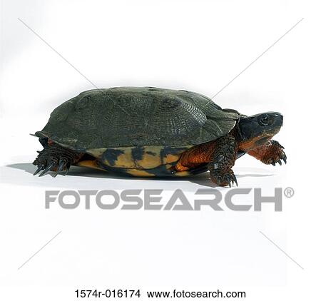 Close-up of a tortoise crawling View Large Photo Image Picture - Close-up of a tortoise crawling. Fotosearch