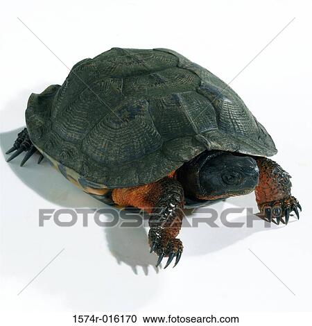 Close-up of a tortoise crawling View Large Photo Image Stock Image - Close-up of a tortoise crawling. Fotosearch