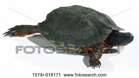 Close-up of a tortoise crawling View Large Photo Image Stock Image - Close-up of a tortoise crawling. Fotosearch