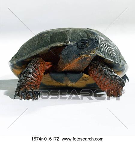 Close-up of a tortoise crawling View Large Photo Image Stock Image - Close-up of a tortoise crawling. Fotosearch