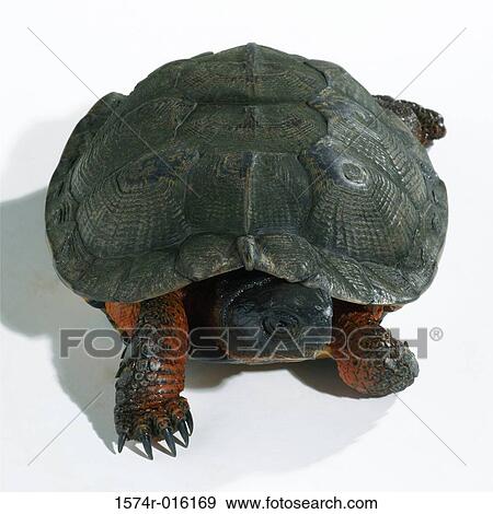 Close-up of a tortoise crawling View Large Photo Image Stock Photo - Close-up of a tortoise crawling. Fotosearch