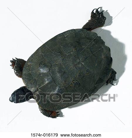 Stock Photo - Close-up of a tortoise crawling. Fotosearch
