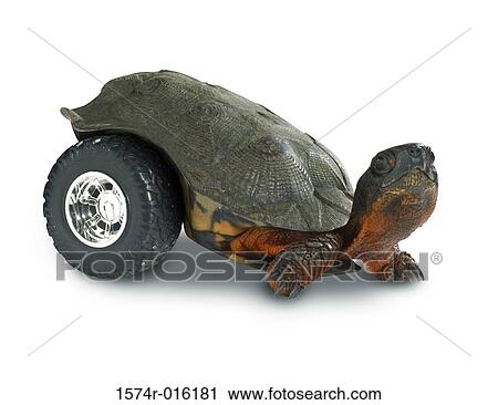 Close-up of a tortoise crawling with wheel View Large Photo Image Stock Image - Close-up of a tortoise crawling with wheel. Fotosearch