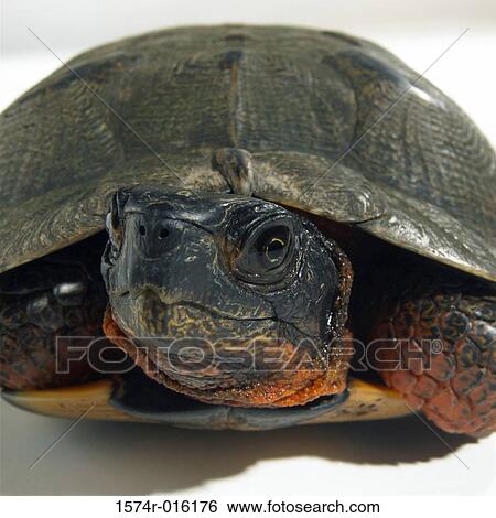 Close-up of a tortoise View Large Photo Image Stock Photograph - Close-up of a tortoise. Fotosearch