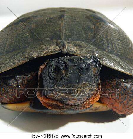 Close-up of a tortoise View Large Photo Image Stock Photography - Close-up of a tortoise. Fotosearch