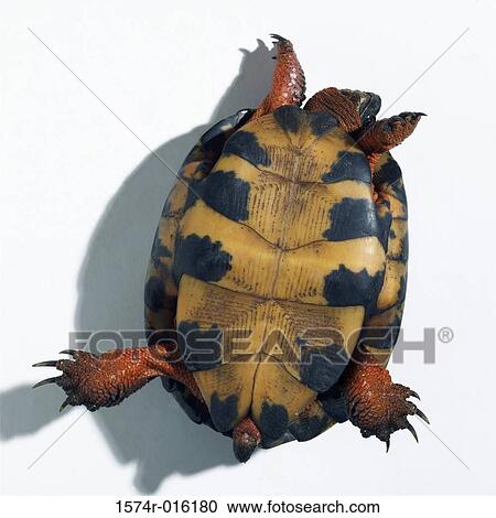 Close-up of a tortoise upside down View Large Photo Image Stock Image - Close-up of a tortoise upside down. Fotosearch