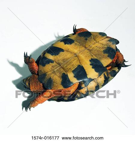 Close-up of a tortoise upside down View Large Photo Image Stock Photo - Close-up of a tortoise upside down. Fotosearch