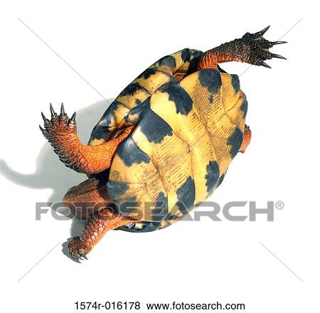 Close-up of a tortoise upside down View Large Photo Image Stock Photo - Close-up of a tortoise upside down. Fotosearch