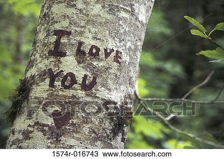 Close-up of an I Love You message on a tree trunk View Large Photo Image Stock Image - Close-up of an I Love You message on a tree trunk. Fotosearch