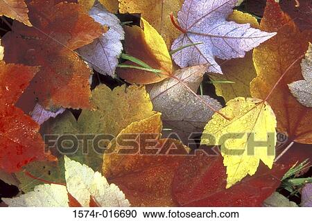 Close-up of autumn leaves View Large Photo Image Stock Image - Close-up of autumn leaves. Fotosearch