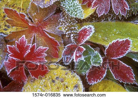 Close-up of autumn leaves View Large Photo Image Stock Photography - Close-up of autumn leaves. Fotosearch