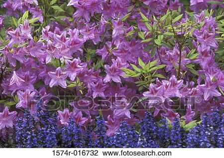 Close-up of azaleas View Large Photo Image Stock Image - Close-up of azaleas. Fotosearch
