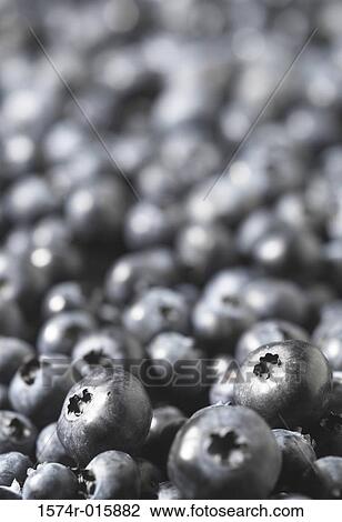 Close-up of blueberries View Large Photo Image Stock Image - Close-up of blueberries. Fotosearch