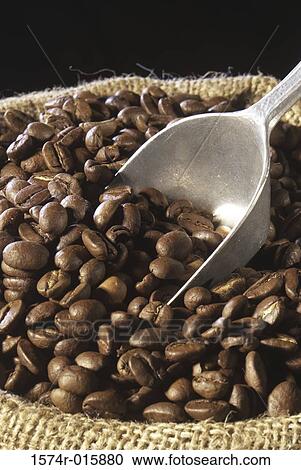 Close-up of coffee beans in a sack with a scoop View Large Photo Image Stock Image - Close-up of coffee beans in a sack with a scoop. Fotosearch
