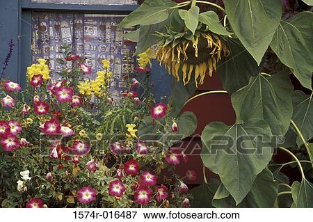 Stock Photo - Close-up of flowers in front of a house. Fotosearch