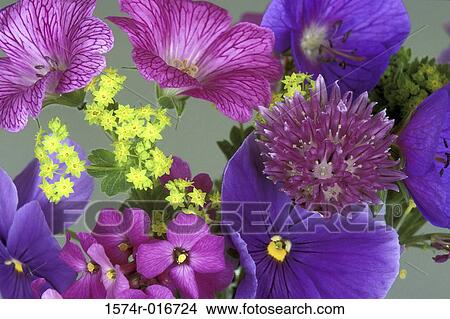 Close-up of flowers View Large Photo Image Picture - Close-up of flowers. Fotosearch