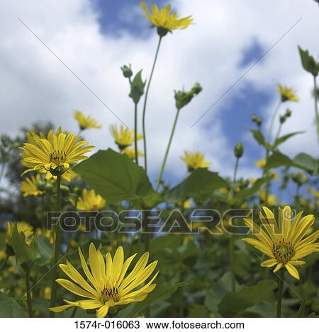 Close-up of flowers View Large Photo Image Stock Image - Close-up of flowers. Fotosearch