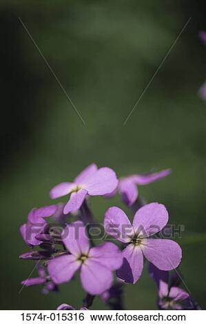 Close-up of flowers View Large Photo Image Stock Photograph - Close-up of flowers. Fotosearch