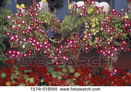 Close-up of flowers View Large Photo Image Stock Photography - Close-up of flowers. Fotosearch