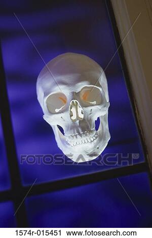 Close-up of human skull View Large Photo Image Stock Image - Close-up of human skull. Fotosearch