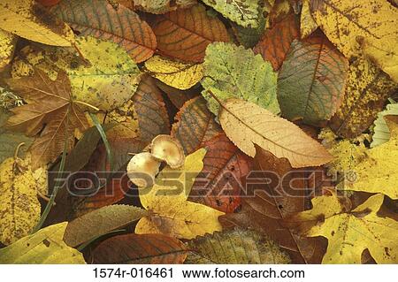 Close-up of leaves View Large Photo Image Stock Image - Close-up of leaves. Fotosearch