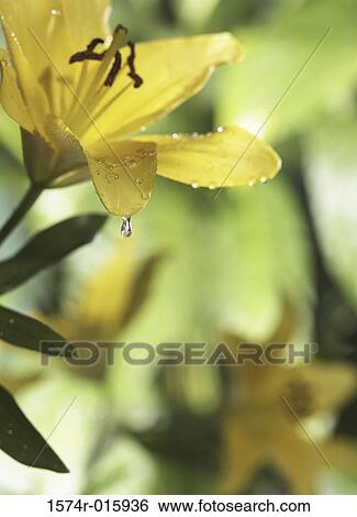 Close-up of lily flowers View Large Photo Image Stock Photograph - Close-up of lily flowers. Fotosearch