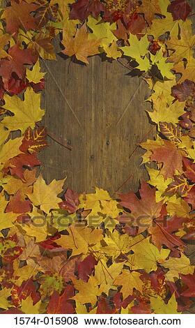 Close-up of maple leaves View Large Photo Image Stock Photo - Close-up of maple leaves. Fotosearch