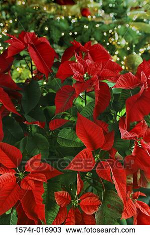Close-up of red leaves View Large Photo Image Stock Image - Close-up of red leaves. Fotosearch