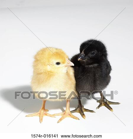Close-up of two baby chicken looking at each other View Large Photo Image Stock Image - Close-up of two baby chicken looking at each other. Fotosearch