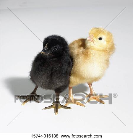 Stock Photo - Close-up of two baby chicken looking sideways. Fotosearch