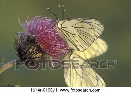Close-up of two butterflies on a flower pollinating View Large Photo Image Stock Image - Close-up of two butterflies on a flower pollinating. Fotosearch
