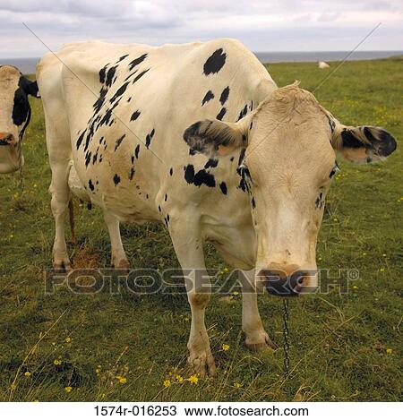 Close-up of two cows standing in a field View Large Photo Image Stock Image - Close-up of two cows standing in a field. Fotosearch