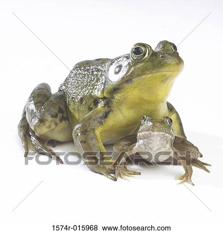 Stock Photo - Close-up of two frogs. Fotosearch