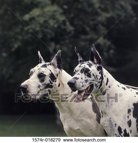 Stock Photo - Close-up of two Great Danes. Fotosearch
