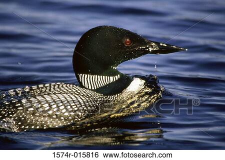 Common Loon View Large Photo Image Stock Photograph - Common Loon. Fotosearch