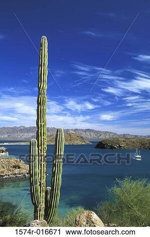 Stock Image - Cordan Cactus Bay of Concepcion Baja California Sur Mexico. Fotosearch