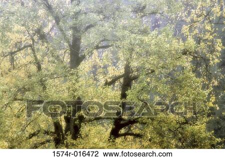 Cottonwood View Large Photo Image Stock Image - Cottonwood. Fotosearch