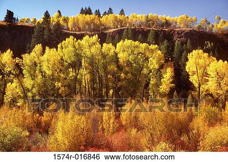 Cottonwood Trees Idaho USA View Large Photo Image Stock Photograph - Cottonwood Trees Idaho USA. Fotosearch