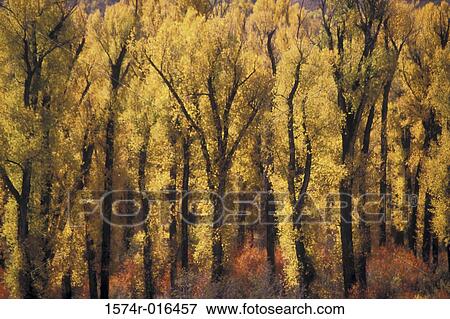 Cottonwood Trees Jackson Hole Wyoming USA View Large Photo Image Stock Photo - Cottonwood Trees Jackson Hole Wyoming USA. Fotosearch