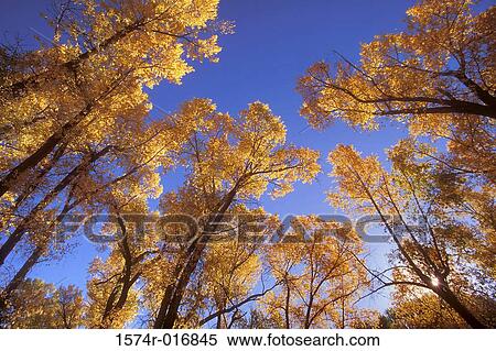 Cottonwood Trees View Large Photo Image Stock Photography - Cottonwood Trees. Fotosearch