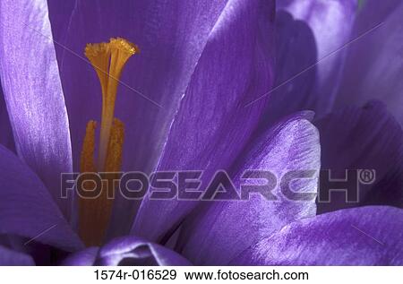 Crocus View Large Photo Image Stock Photo - Crocus. Fotosearch
